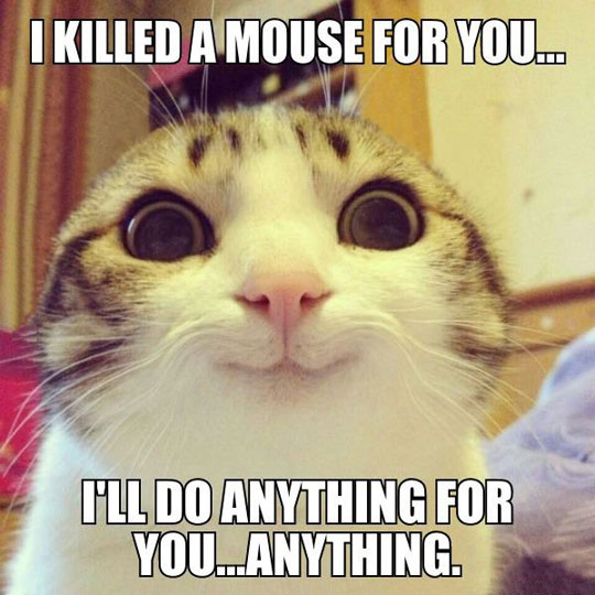 Overly-Attached Cat Is Obsessed