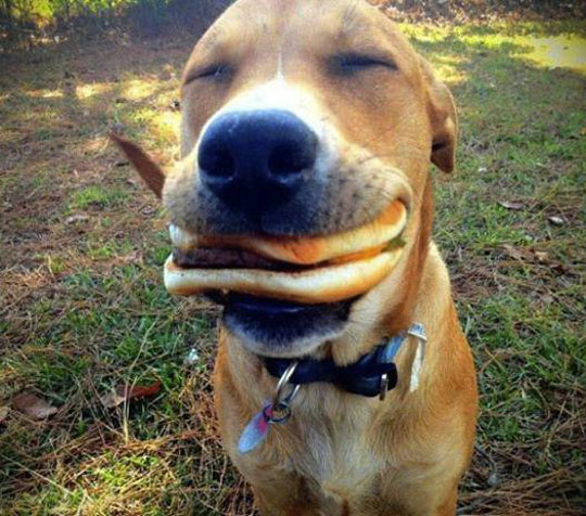 cool-happy-dog-hamburger-eating
