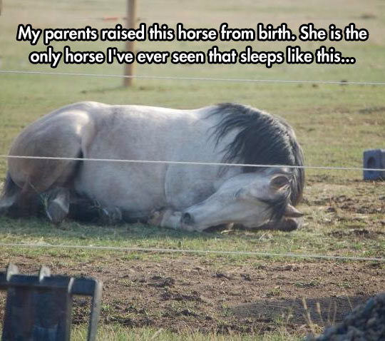 The Only Horse That Sleeps This Way