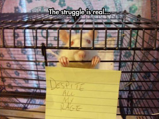 Still Just A Rat In A Cage