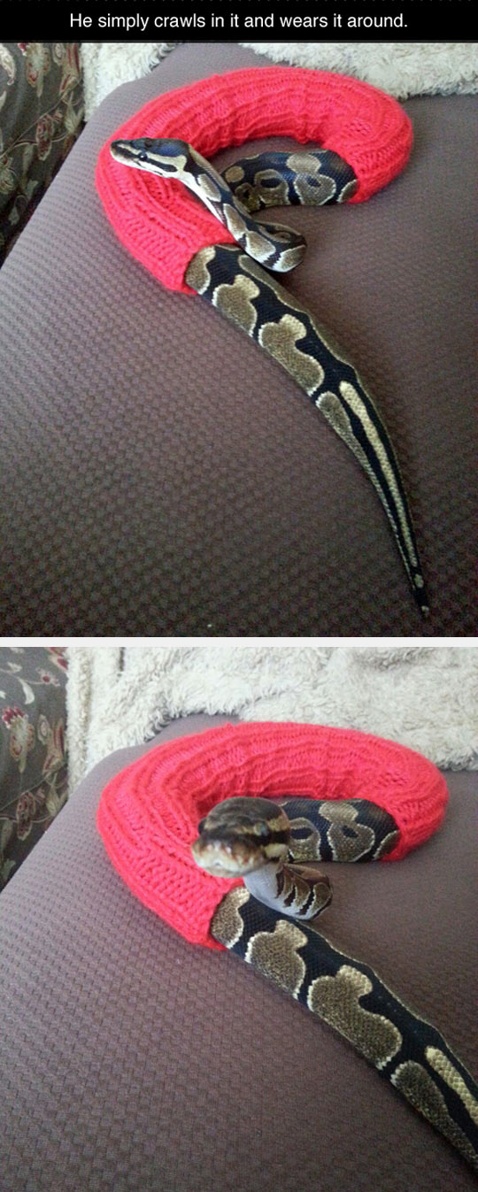 cool-snake-with-clothes-knitted
