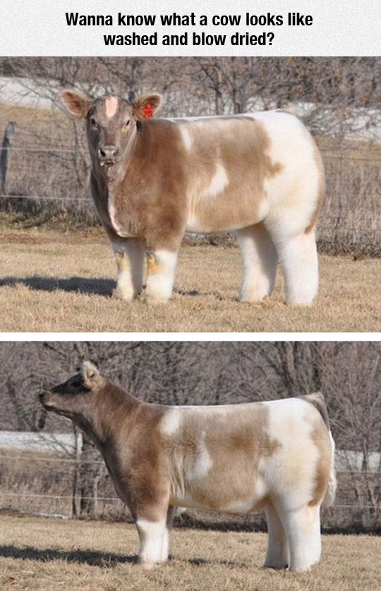 cool-washed-blow-dry-cow-fluffy