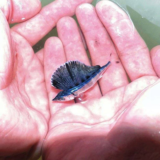 Tiny Baby Blue Marlin