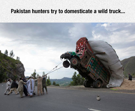 Wild Truck