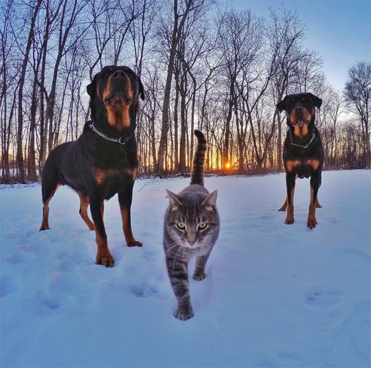 A Cat With Rottweiler Bodyguards