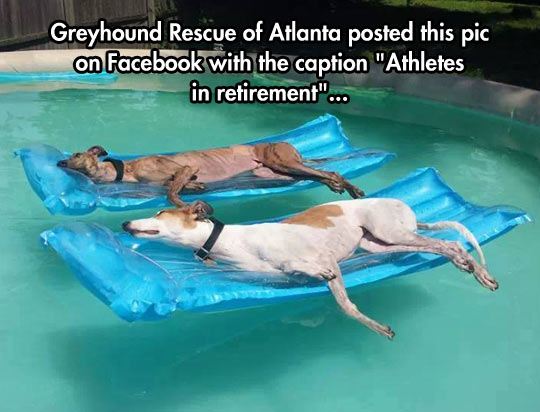 Greyhound-dogs-resting-pool