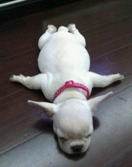Planking puppy