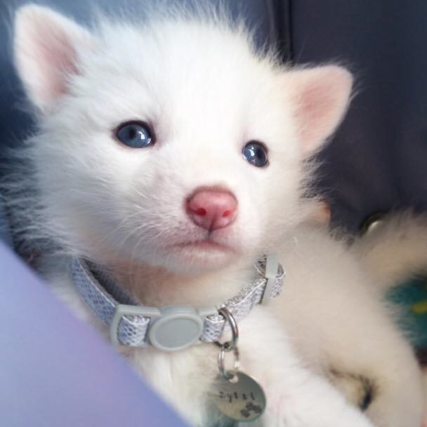 adorable white marble fox.