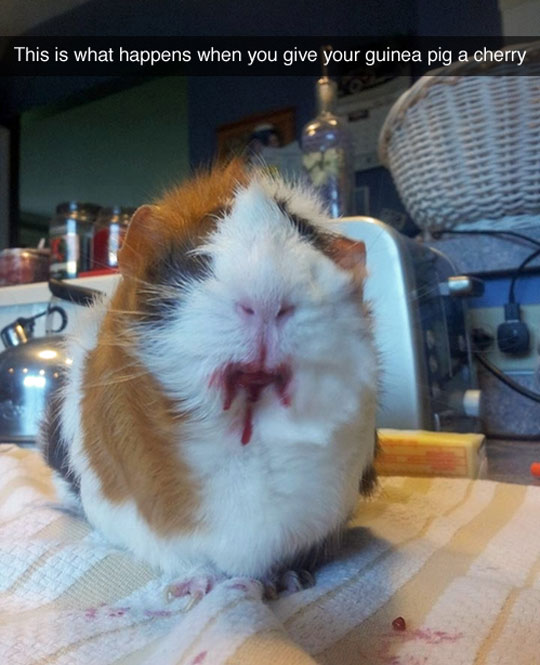 Menacing Guinea Pig