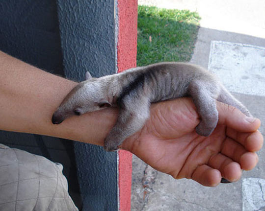 This Anteater Is So Tiny
