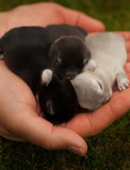 cool-baby-bunnies-hand-small