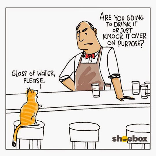 Kitty Walks Into A Bar