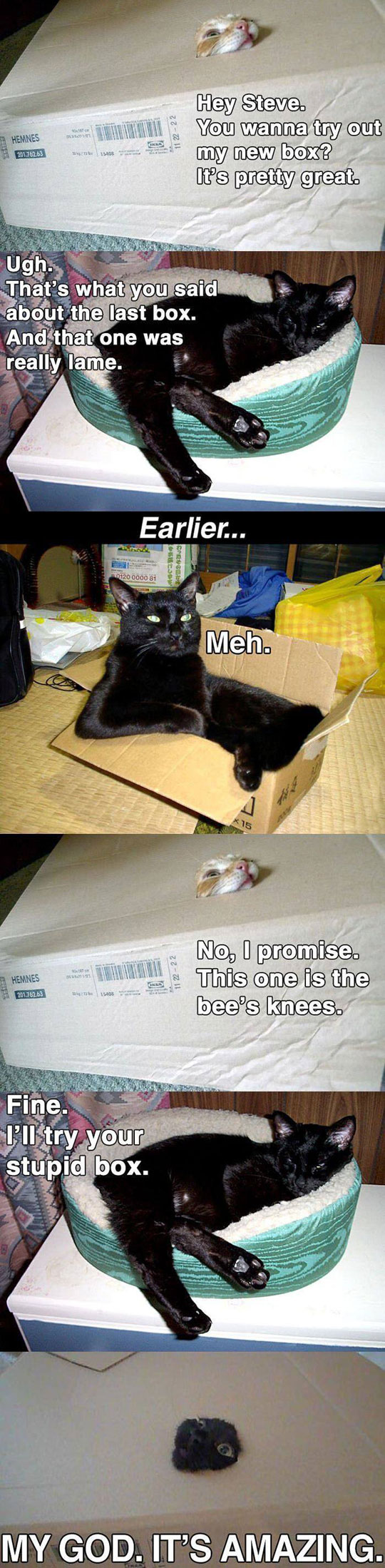 Cats Try A New Box