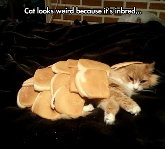 cool-cat-laying-bread
