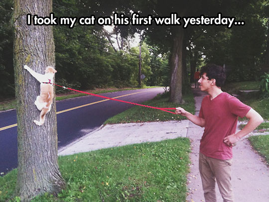 cool-cat-leash-walking-owner