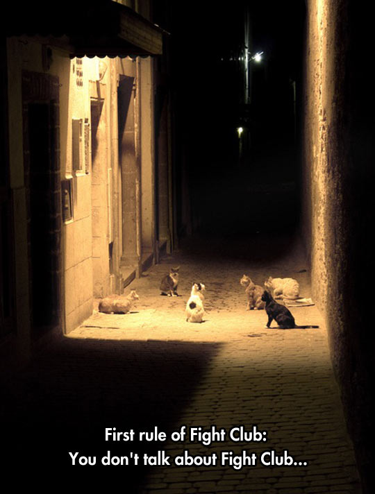 cool-cat-meeting-street-club