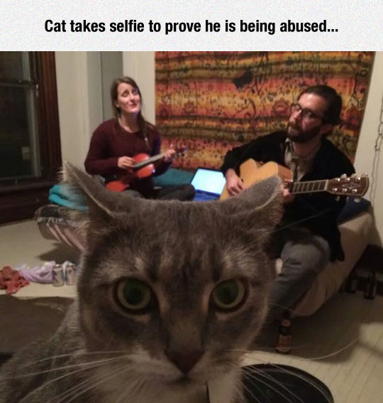 cool-cat-selfie-owners-guitar