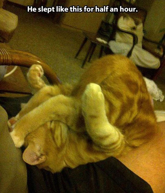 cool-cat-sleeping-awkward-feet-face