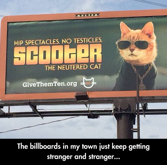 cool-cat-spectacles-sign-sign-Scooter