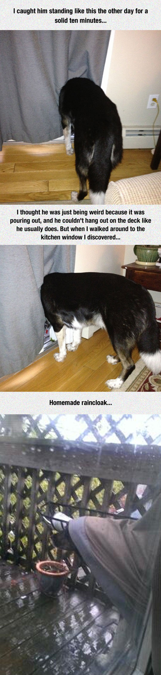 cool-dog-peeking-window-raincoat