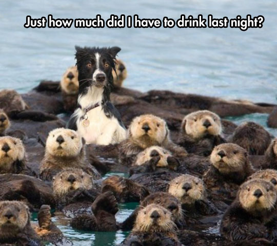 One Of These Guys Is Not Like The Otters
