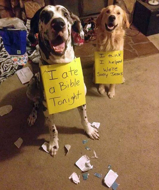 cool-dogs-sign-bible-shame