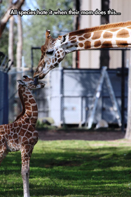 cool-giraffe-baby-mother-licking
