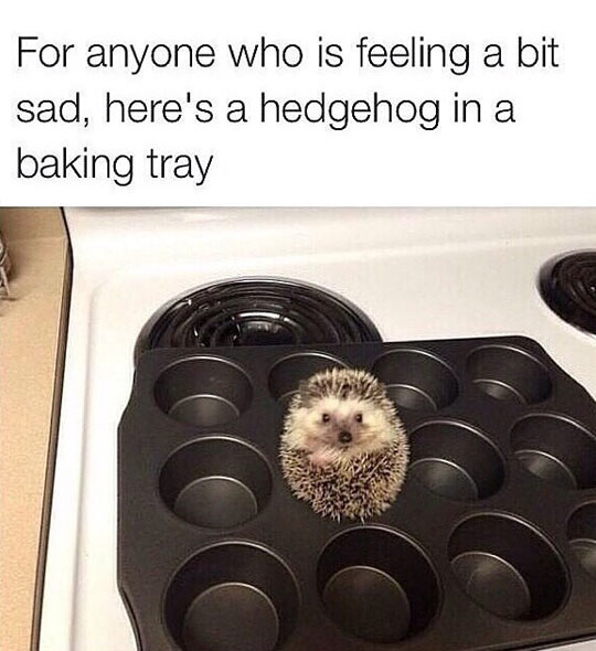 cool-hedgehog-baking-tray