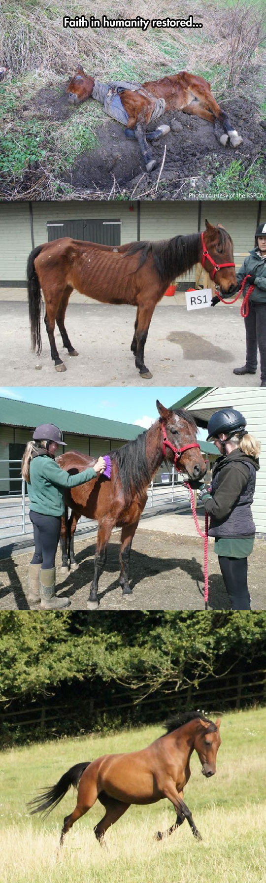 cool-horse-rescued-sick-recover