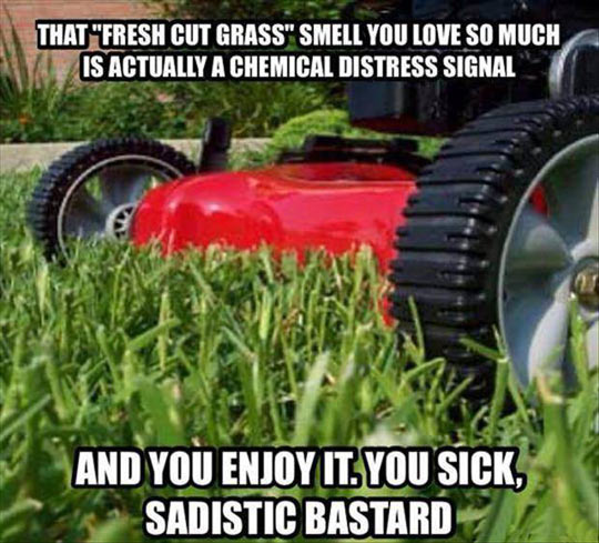 Fresh Cut Grass Smell