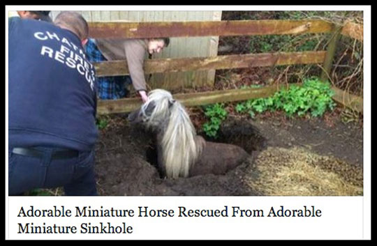 cool-little-horse-rescued-title
