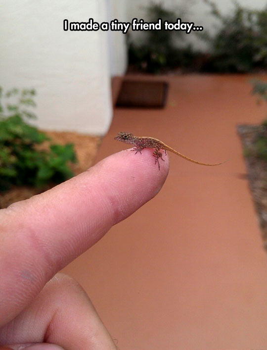 cool-lizard-finger-friend-little