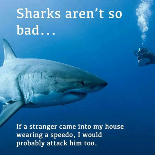 cool-shark-ocean-diver-attack