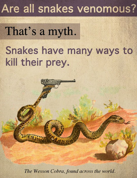 Dangerous Snakes