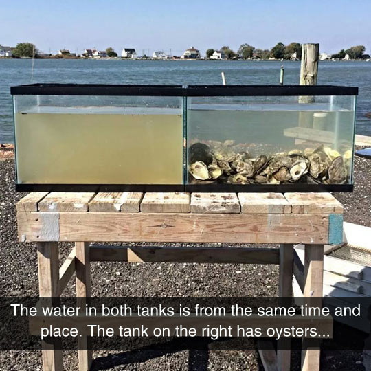 Oysters Are The Perfect Water Filters