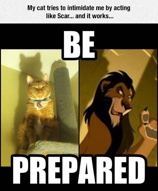 funny-cat-Scar-Lion-King