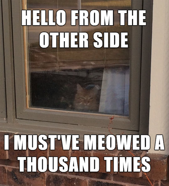 funny-cat-outside-window-Adele