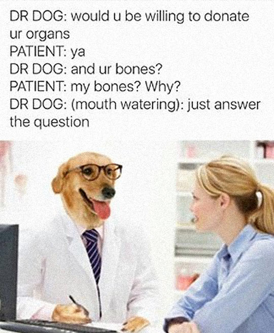 Doctor Dog Asking The Important Questions