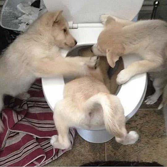 funny-dogs-playing-toilet