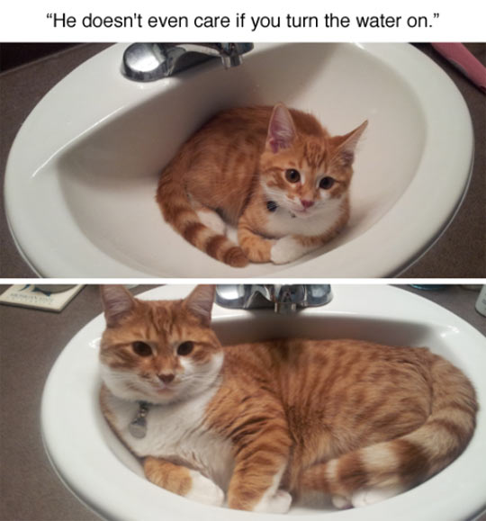 funny-orange-cat-sink