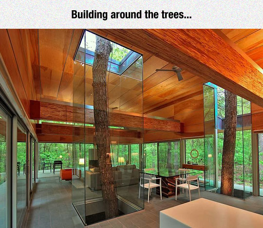 house-design-around-tree
