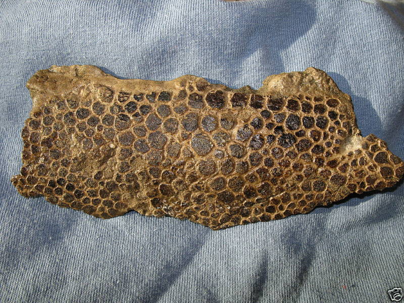 Fossilized Dinosaur Skin.