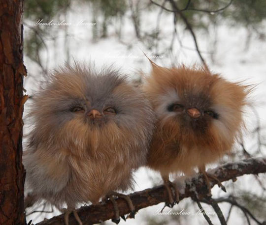 These Fluffy Baby Owls