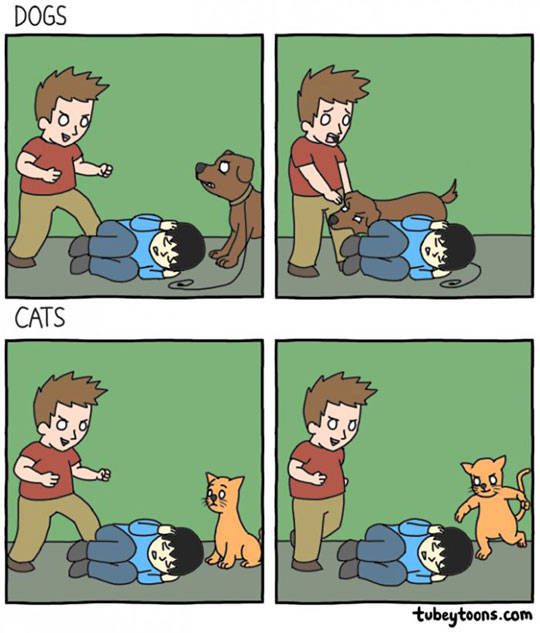 Why I Dislike Cats