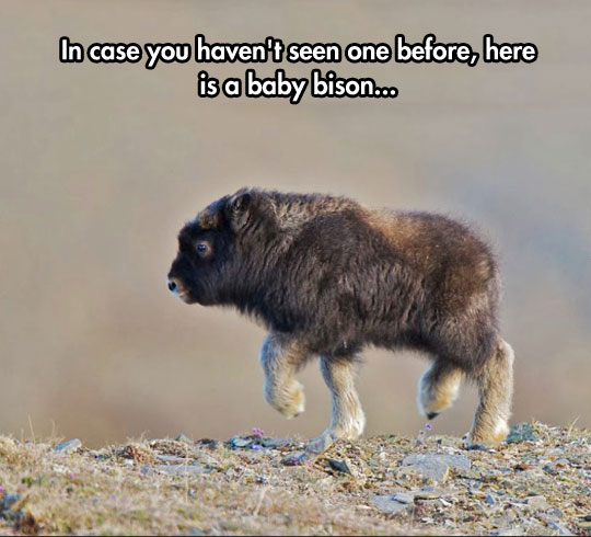 cool-baby-bison-climbing-rocks