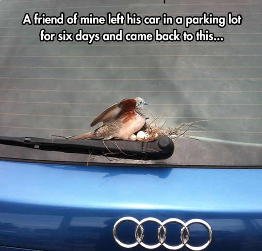 Chicks Love An Audi