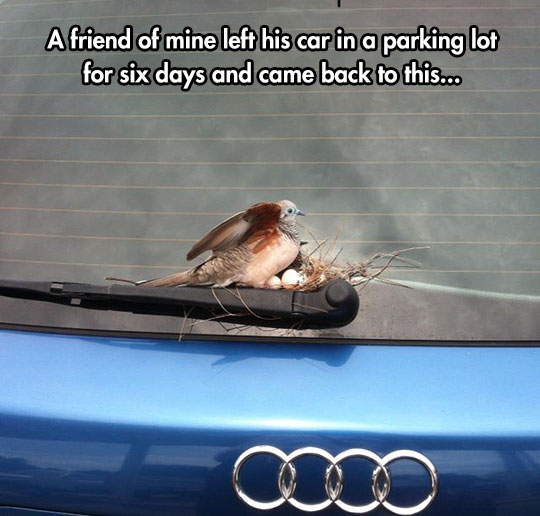 cool-bird-nest-car-windshield-cleaner