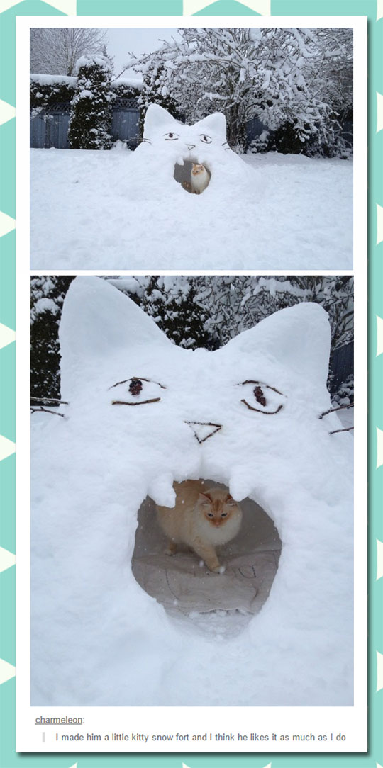 Cat Snow Fort