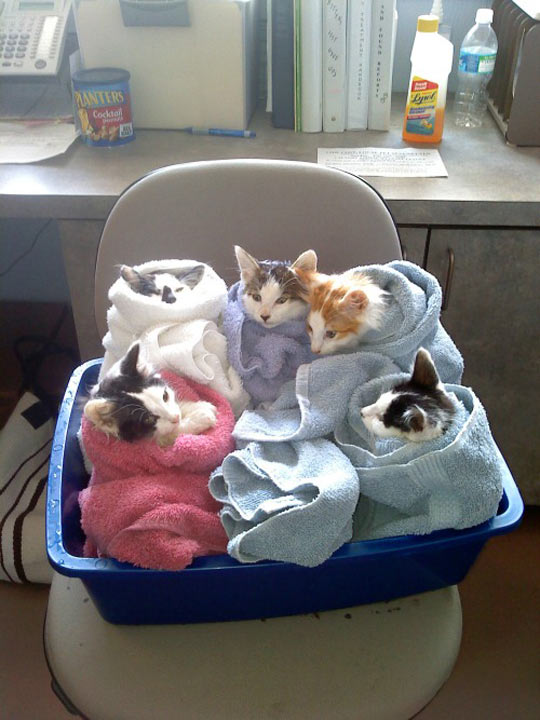 cool-cat-towel-seat-babies