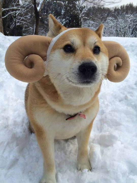 cool-dog-antlers-hat-snow